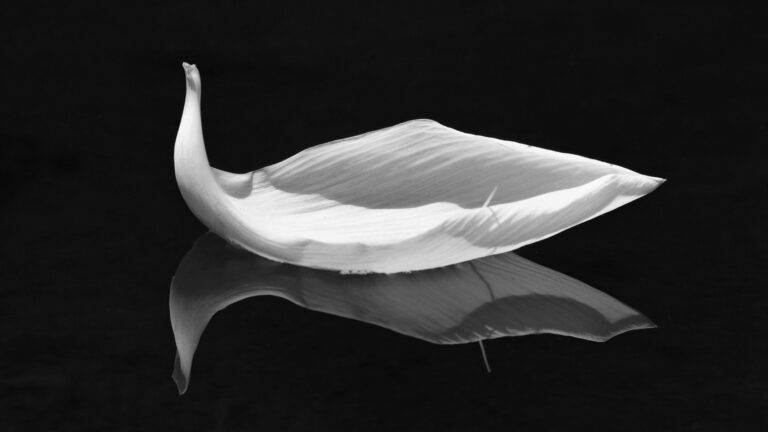 Lotus_Petal_Floating